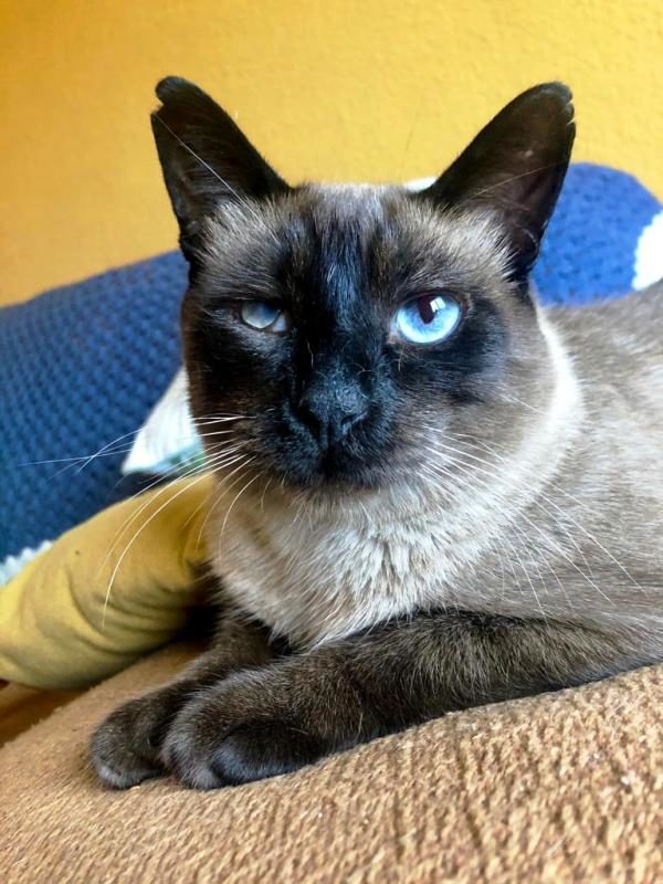 Gato Siam (1)