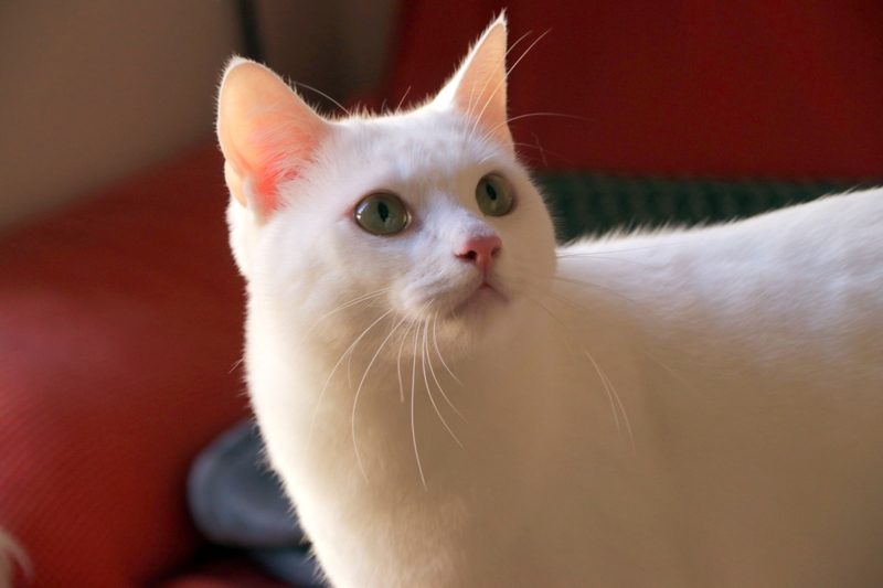 Gato Monk (20a)
