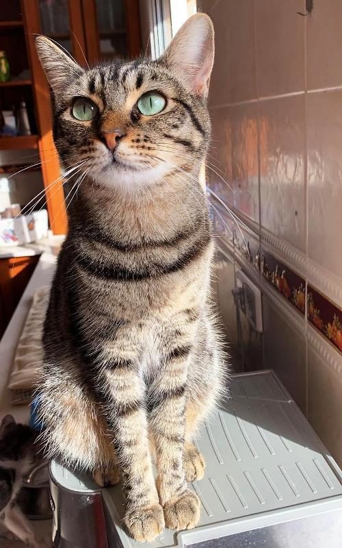 Gata Koko (0)