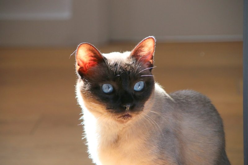 Gata Katrina (1)