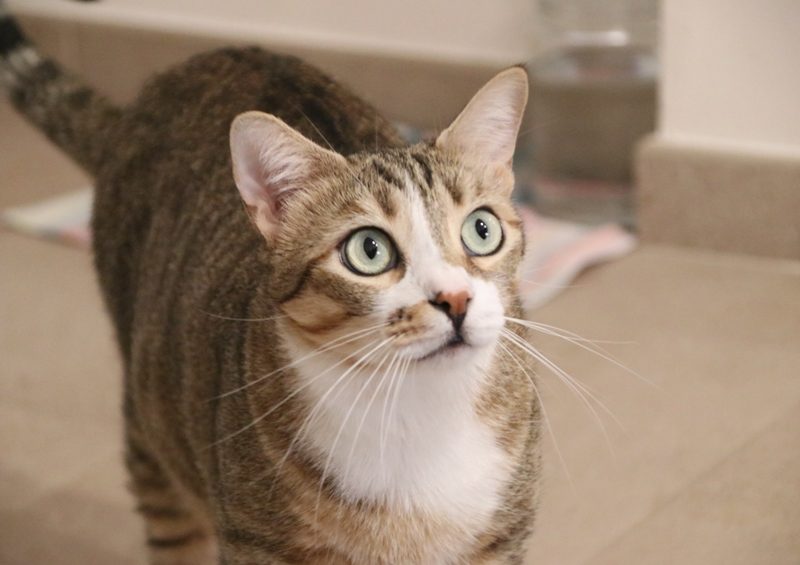 Gato Monroe (1)