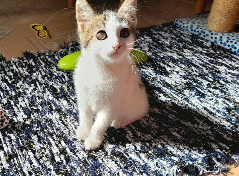Gata Raspa (6)