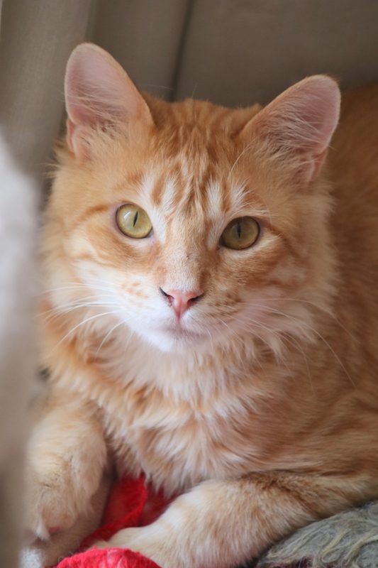 Gato Casimiro (15)