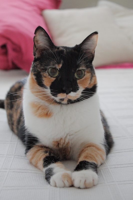 Gata Leyre (50)