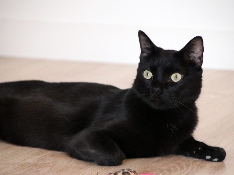 Gato Bongo (1)