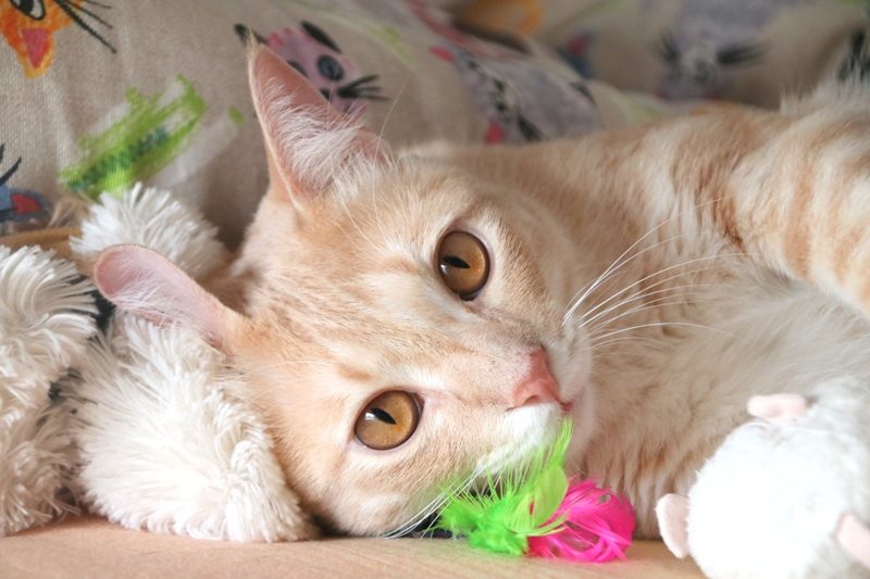 Gato Chai (26a)