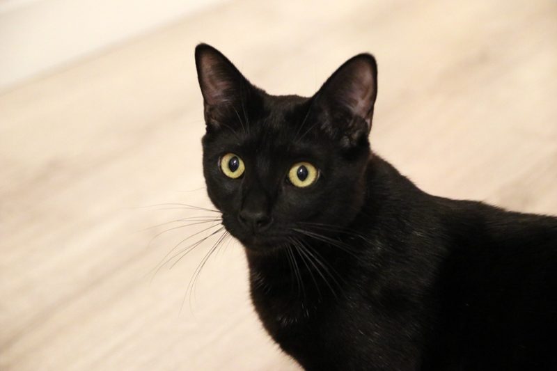 Gato Llépol (9)