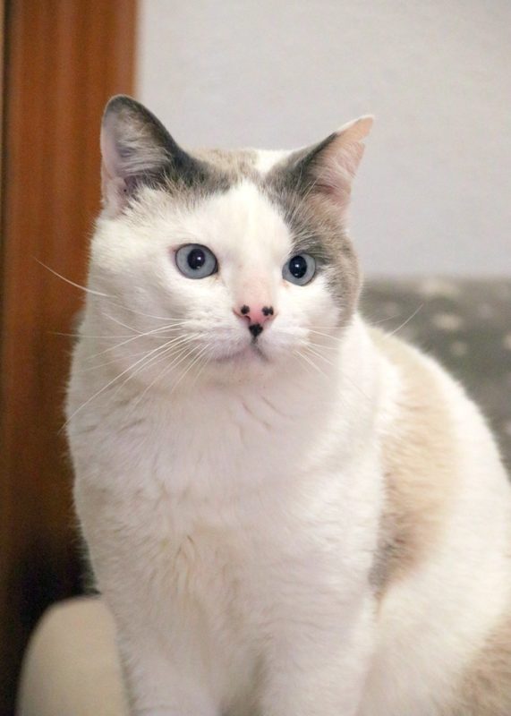 Gato Amadeo (1)