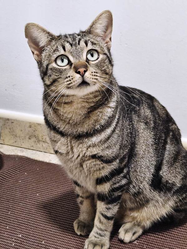 Gato Noel (0)
