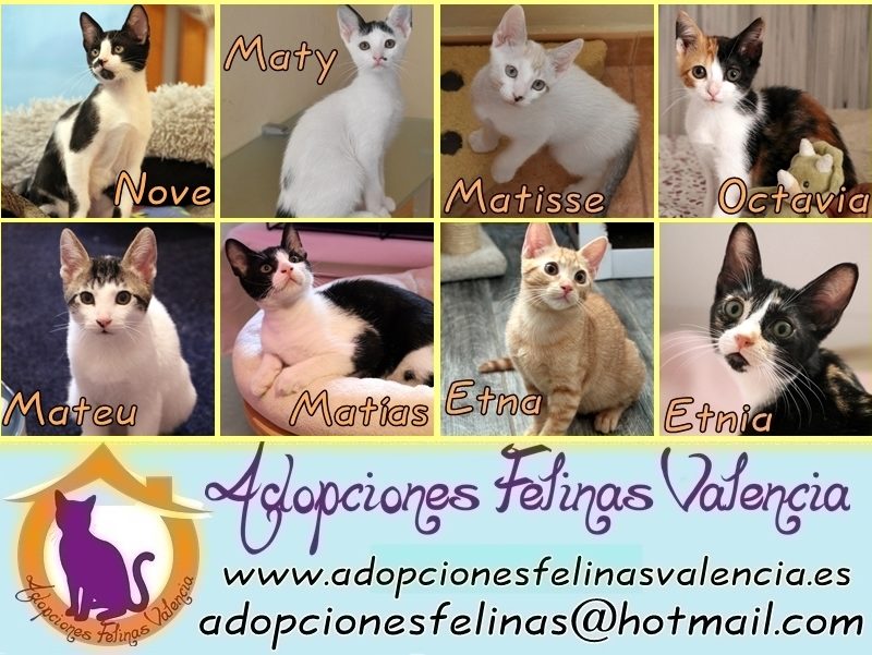 Cartel 0 noviembre´25 (1) Cartel 0 noviembre´25 (1)