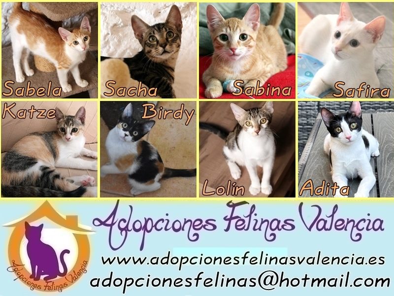 Cartel 0 septiembre´26 (1)