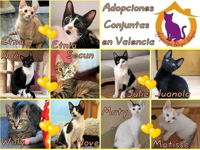 Cartel Gatos en adopción conjunta diciembre´25 (1)