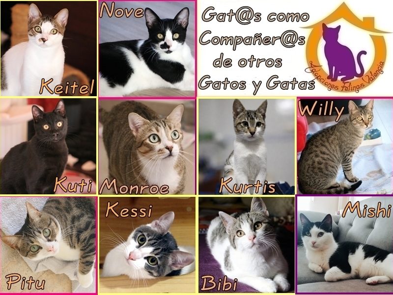 Cartel gatos aptos x otros abril´26