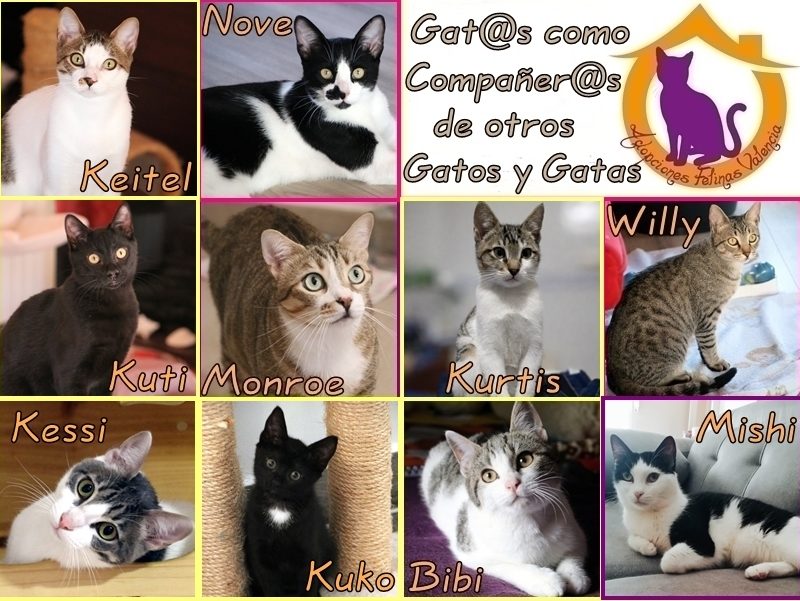 Cartel gatos aptos x otros mayo´26 Cartel gatos aptos x otros mayo´26
