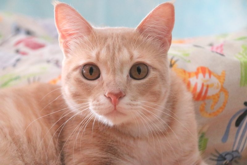 Gato Chai (1)