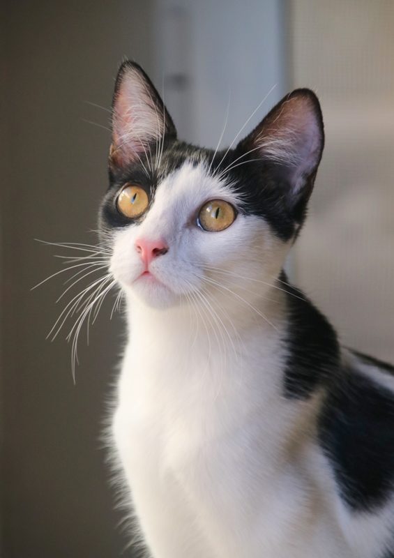 Gata Julie (1)