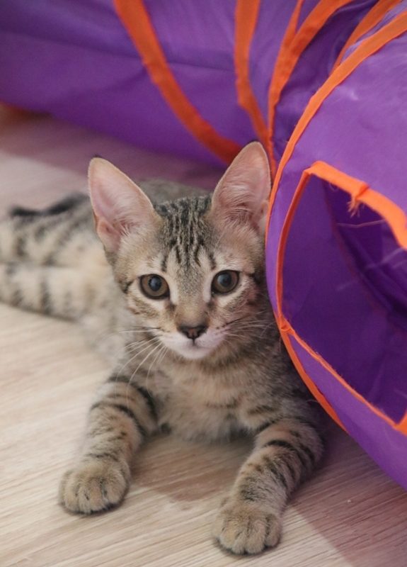 Gata Saisho (1)