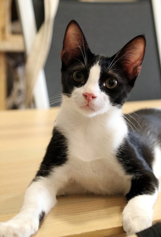 Gato Keturi (1)