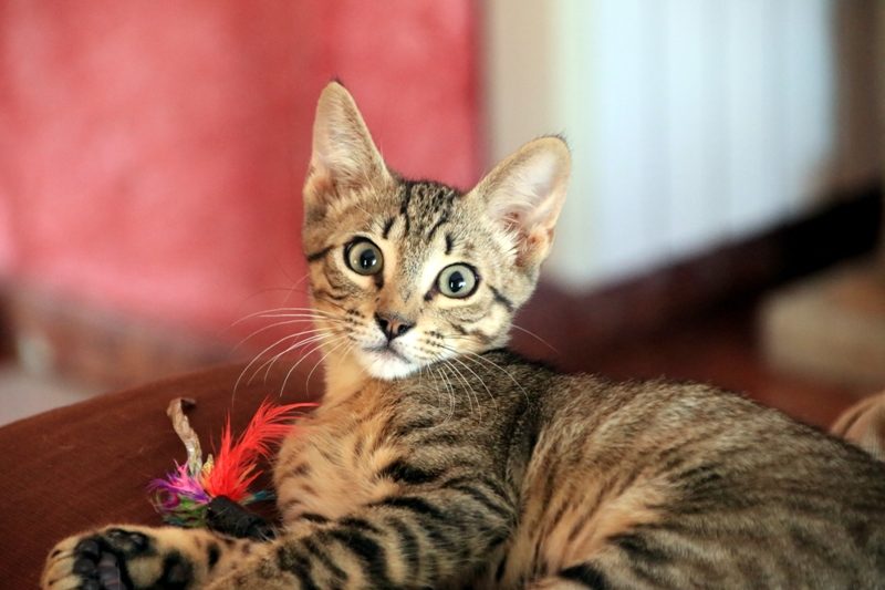 Gato Secun (28a)