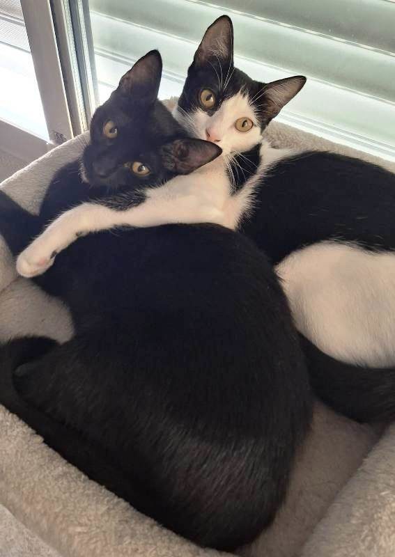 Juanola y Julie conjunta (1) Juanola y Julie conjunta (1)