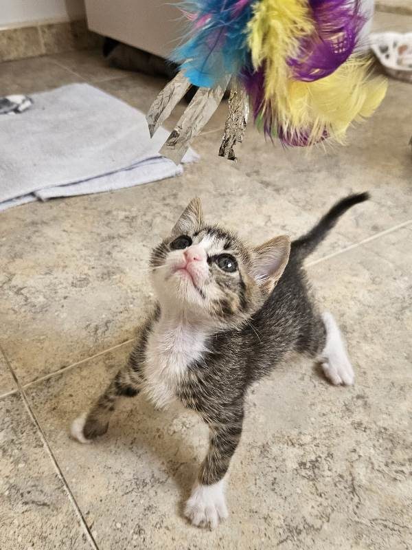 Gata Pitu (3)