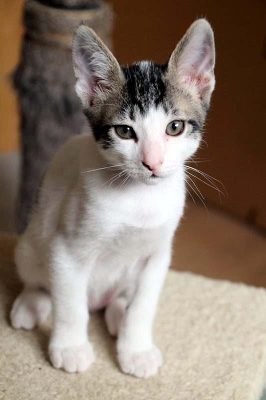 Gato Mateu (1)