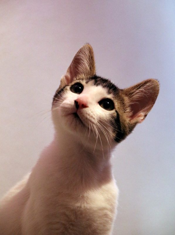 Gato Mateu (2) Gato Mateu (2)