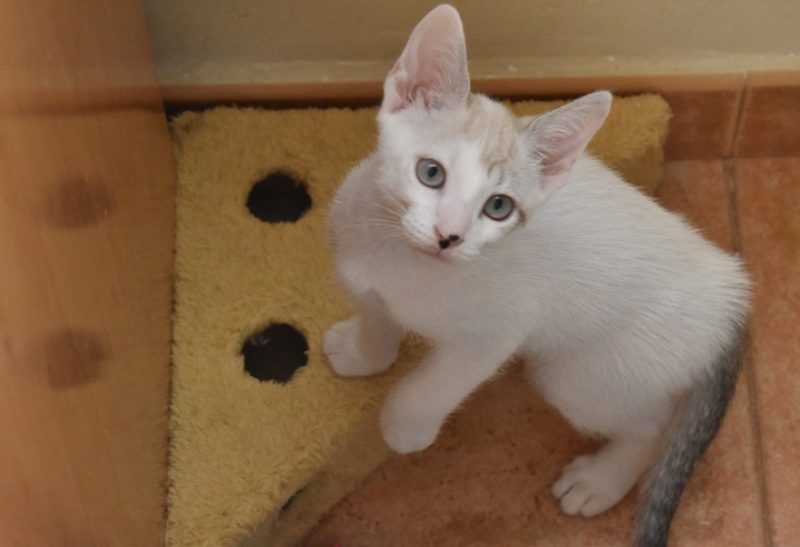 Gato Matisse (1)