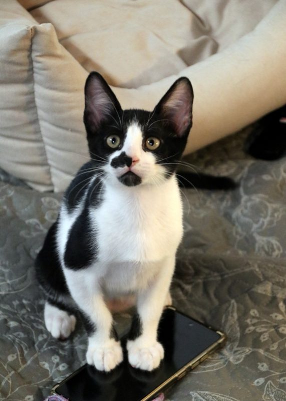 Gato Nove (8) Gato Nove (8)