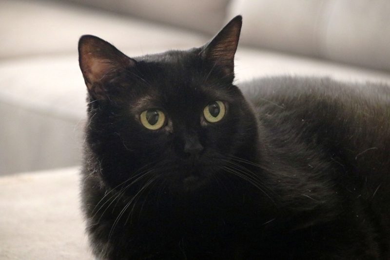 Gata Kokoro (7) Gata Kokoro (7)