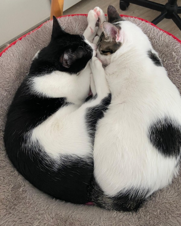 Gatos Matías y Mateu (9)