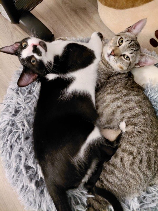 Gatos Nove y Willy (2)