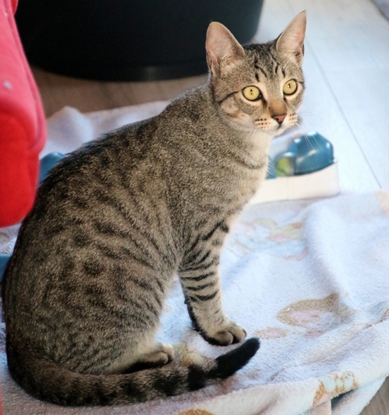 Gato Willy (1) Gato Willy (1)