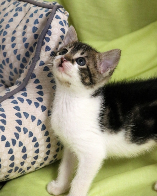 Gata Lolín (7) Gata Lolín (7)