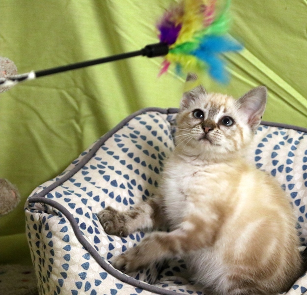 Gata Pili (6) Gata Pili (6)