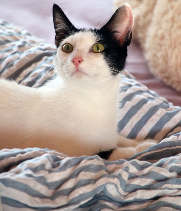 Gata Salima (1)