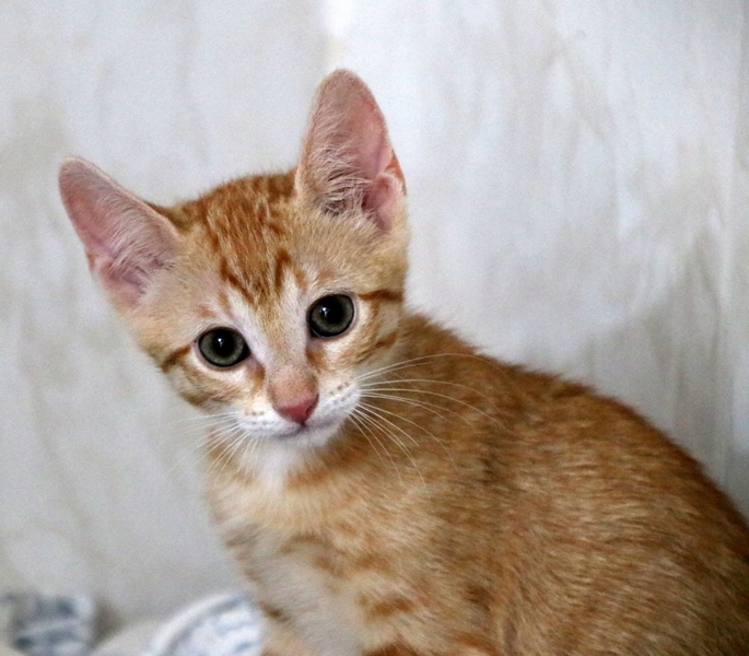 Gata Sabina (1) Gata Sabina (1)