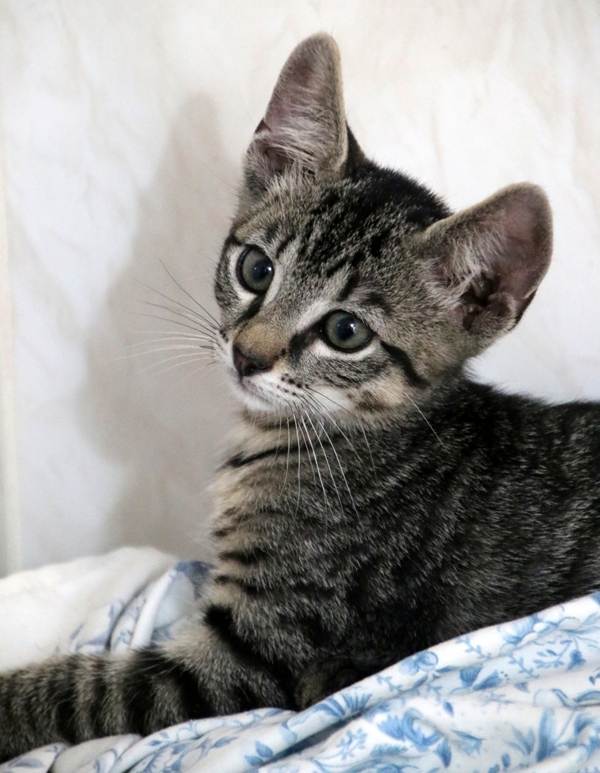 Gato Sacha (1) Gato Sacha (1)